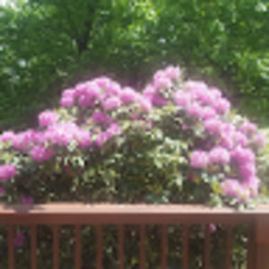 Meet your Posher, Tara